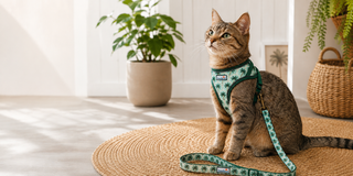 Why Are Cats So Curious?